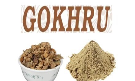 Benefits of Gokhru Powder: How to Use It? 5 Simple Gokhru Recipes.